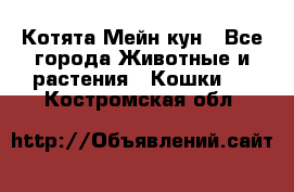 Котята Мейн кун - Все города Животные и растения » Кошки   . Костромская обл.